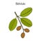 Bahera, or bibhitaki, beleric or myrobalan Terminalia bellirica , medicinal plant