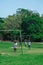 BAHIA, BRAZIL - June 27, 2019: Group of local children playing soccer in a humble grass field with bent goals in the