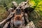 Bahia scarlet tarantula lasiodora klugi