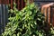 Bai-Yanang thai word, Tiliacora triandra growing on zinc fence