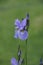 Baikal blue iris Spring bloom May. Charm and the magic of nature. Delicate bright flowers