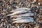 Baikal omul Coregonus migratorius on a background of pebbles coastal lakes