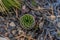 Baikal round green succulent grow in field by the lake. Geometric cacti, swirling pattern