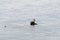 Baikal seal is endemic of lake Baikal