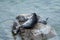The Baikal seal nerpa