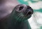 Baikal seal or Nerpa endemic of lake Baikal looking at the camera with huge clever eyes