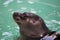 Baikal seal or Nerpa endemic of lake Baikal looking at the camera with huge clever eyes