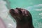 Baikal seal or Nerpa endemic of lake Baikal looking at the camera with huge clever eyes