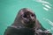 Baikal seal or Nerpa endemic of lake Baikal looking at the camera with huge clever eyes