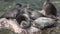 Baikal seal Pusa sibirica posing for the camera.