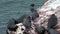 Baikal seal Pusa sibirica on Ushkany Islands.