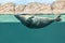 The Baikal seal swims under water. Seal in the aquarium. Observation of the animal world