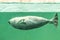 The Baikal seal swims under water. Seal in the aquarium. Observation of the animal world