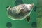 The Baikal seal swims under water. Seal in the aquarium. Observation of the animal world