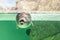 The Baikal seal swims under water. Seal in the aquarium. Observation of the animal world