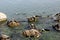 Baikal seals lie on rocks on the Ushkan Islands