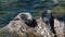 Baikal seals on the rookery