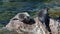 Baikal seals on the rookery