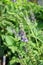 Baikal Skullcap (Scutellaria baicalensis)