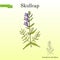 Baikal skullcap scutellaria baicalensis - medicinal plant