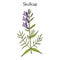 Baikal skullcap scutellaria baicalensis - medicinal plant