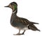 Baikal Teal duck, Anas formosa, in front of white background