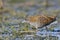 Baillon`s Crake, Greece