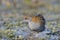 Baillon`s Crake, Greece