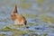 Baillon`s Crake, Greece