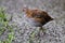 Baillon`s Crake Porzana pusilla Beautiful Birds of Thailand