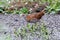 Baillon`s Crake Porzana pusilla Beautiful Birds of Thailand