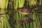 Baillon`s crake Zapornia pusilla with reflection.