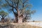 Baines baobab from Nxai Pan National Park, Botswana