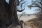 Baines baobab from Nxai Pan National Park, Botswana