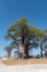 Baines baobab from Nxai Pan National Park, Botswana