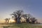 Baines Baobab`s at sunrise