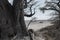 Baines baobab trees, Nxai Pan National Park, Botswana