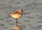 Baird`s Sandpiper