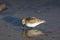 Baird\'s Sandpiper (Calidris bairdii)