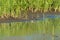 Baird`s Sandpiper feeding on marsh swamp