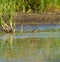 Baird`s Sandpiper feeding on marsh swamp