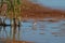 Baird`s Sandpiper feeding on marsh swamp