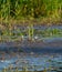 Baird`s Sandpiper flying at marsh swamp