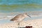 Baird`s sandpiper, standing on a tropical shoreline