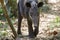 Baird's tapir