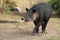 Baird\'s tapir