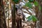 Baird`s tapir in Corcovado National Park