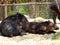 Baird\'s tapir resting at Shanghai wild animal park