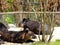 Baird\'s tapir resting at Shanghai wild animal park