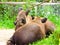 Baird`s tapir resting at Shanghai wild animal park